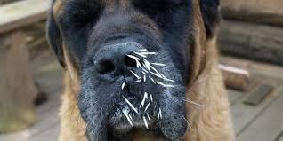 What To Do If a Porcupine Quills Your Dog