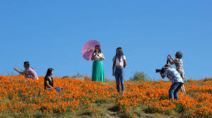 California's rare flowering "superbloom" at risk of being trampled to  oblivion by unruly tourists | Salon.com