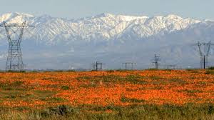 Video California experiencing 'super bloom' after intense rainfall - ABC  News