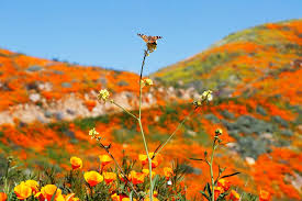 Want to see Southern California's super bloom? Visitors face arrest