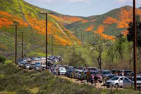 Public banned from California superbloom site
