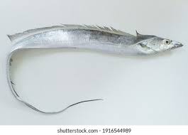 Saberfish
