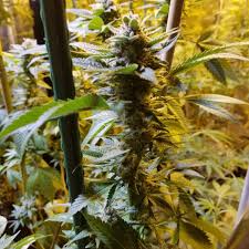 Ice Keki (Guam Maineian Gardens) :: Cannabis Strain Info