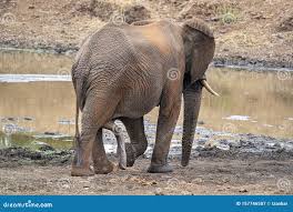 Male Erected Penis Elephant in Kruger Park South Africa Stock Image - Image  of ivory, bush: 157746507