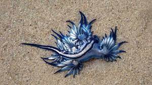 Blue dragon' alert: Australian beachgoers warned about stinging sea slug  washing up on shores - Science News