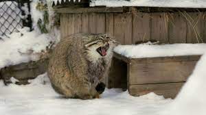 Pallas cat sitting on tail