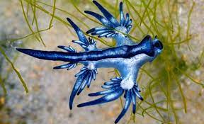 The Newsroom - UTRGV professor: Marvel at blue dragons, but don't touch