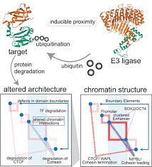 Inducible Protein Degradation to Understand Genome Architecture |  Biochemistry