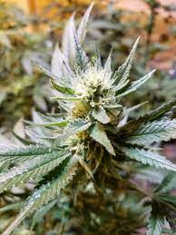 Ice Keki (Guam Maineian Gardens) :: Cannabis Strain Info