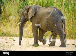 mating sex male elefant erect penis erection south africa safari evolved  penis gigantic genital Amazing Stock Photo - Alamy