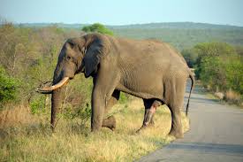 Free Images : nature, adventure, wildlife, herd, mammal, fauna, savanna,  plain, grassland, penis, safari, south africa, big size, kruger park,  indian elephant, african elephant, elephants and mammoths 6000x4000 - -  425028 - Free stock photos - PxHere