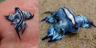 Tiny Real-Life 'Dragon' Makes A Stunning Rare Appearance - The Dodo