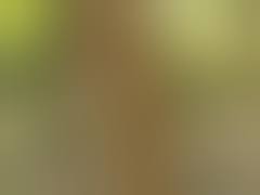 Im Wald benutzte Fickstute | porn film N20594136