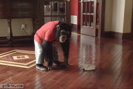 Disappointed chimp animals GIF on GIFER - by Bloodgrove