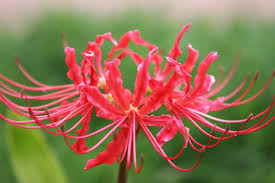 Heirloom Red Spider Lily (Lycoris Radiata) Bulbs, Fall Blooming Perennial,  Perfect for Southern Climates, Pack of 10 Bulbs by The Southern Bulb Company