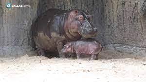gettare arteria pompa bebezade tulum hippo bebe Collutorio Grazie magro