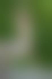 Housewife Nackt Im Wald Pics