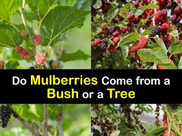 Mulberry Bush vs Mulberry Tree - Which is It