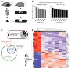 Genes | Free Full-Text | Dynamic Expression of Imprinted Genes in the  Developing and Postnatal Pituitary Gland