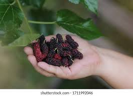 306 Malberry Fruit Images, Stock Photos & Vectors | Shutterstock