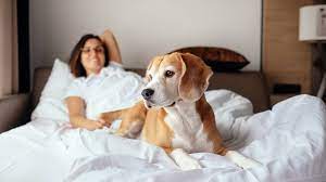 Statt Partner: Frauen schlafen besser neben Hunden - FIT FOR FUN