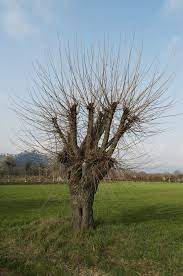 Guide To Mulberry Tree Pruning: Information On Pruning Mulberry Trees