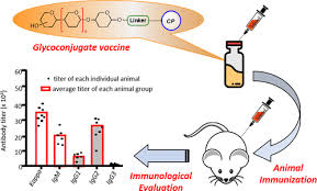 Development in the Concept of Bacterial Polysaccharide Repeating Unit-Based  Antibacterial Conjugate Vaccines | ACS Infectious Diseases