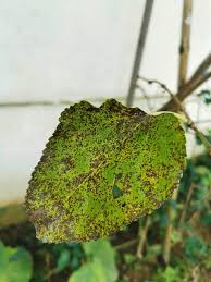 12 Mulberry Tree Pests and Diseases and How to Stop Them