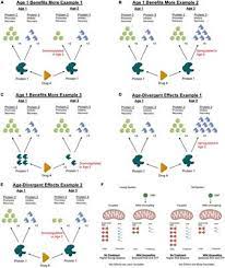 Improving translatability of spinal cord injury research by including age  as a demographic variable - Frontiers