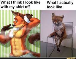 Furryfoxes memes. Best Collection of funny Furryfoxes pictures on iFunny  Brazil