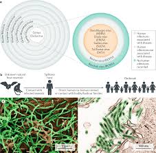 Ebola virus disease | Nature Reviews Disease Primers