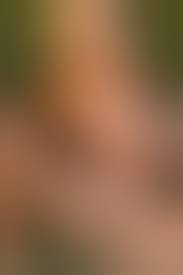 Amanda B Nude in Sunflower - Free Metart Picture Gallery at Elite Babes