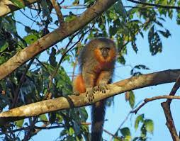 New England Primate Conservancy