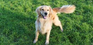 Why Do Dogs Wag Their Tails - Tail Docking - My Family Vets