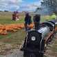 Pumpkin Train