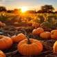 PUMPKIN PATCH TIME IS HERE!!
