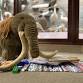 Read on the Rug