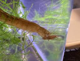 ゲンゴロウ 幼虫 上陸