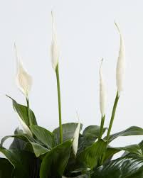 Care for Lily