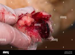 cat paw with large wound after frost-bite Stock Photo - Alamy