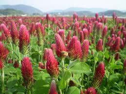 クリムゾン クローバー 緑肥