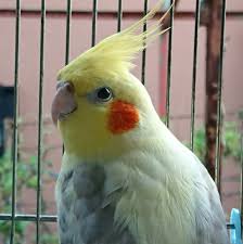 黄色でほっぺが赤いオカメインコを探してます