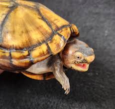 レプタイルズショップ ペガサス |