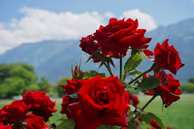 Rose 1