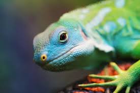 O que significa sonhar com lagarto: atacando, camuflado e mais! - Sonhos com