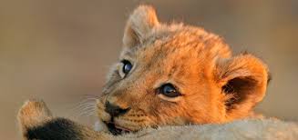 O que significa sonhar com leão? Veja as possibilidades | WeMystic Brasil