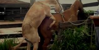 Sexo Entre Animais Com Cavalos Fortes - Zoofilia