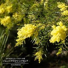 アカシア ブリスベーン