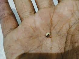 むしむしブログ