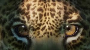 Sonhar com onça: o que seu inconsciente quer te dizer?